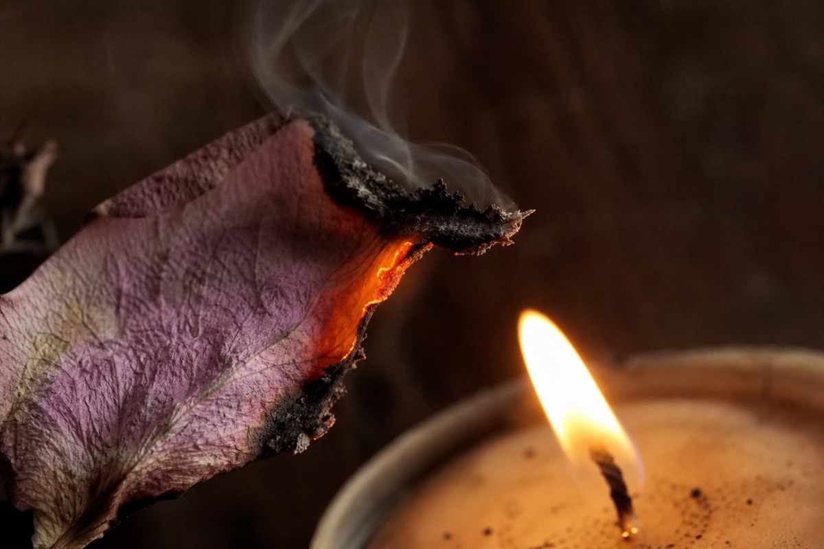 Macro del bordo di un petalo di rosa essiccato che si carbonizza e fa fumo a contatto con la fiamma della candela